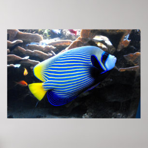 Póster Emperador Angelfish