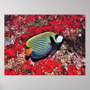 Póster Emperador Angelfish en Maldivas