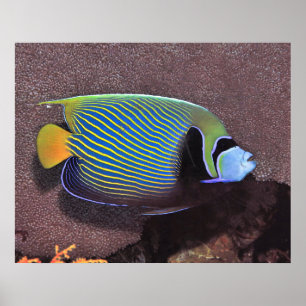 Póster Emperador Angelfish II