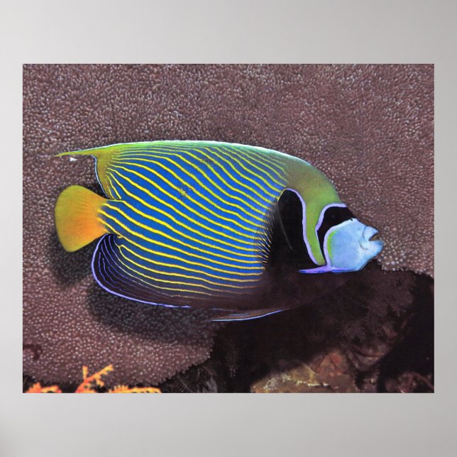 Póster Emperador Angelfish II (Frente)