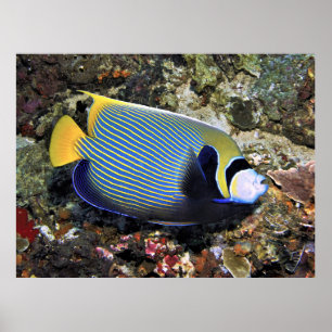 Póster Emperador Angelfish Nusa Penida