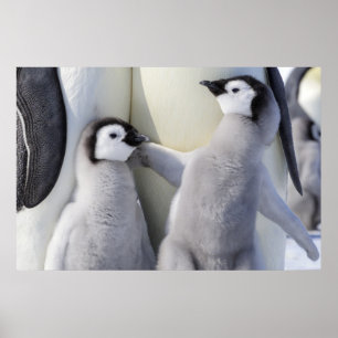 Póster Emperador Penguin Chick
