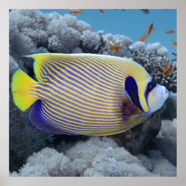 Póster Emperor Angel Fish
