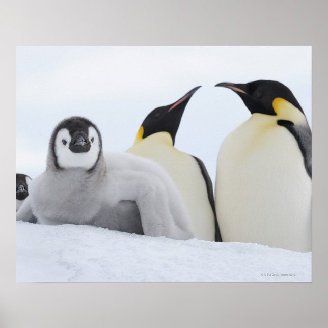 Póster Emperor Penguin (Aptenodytes forsteri) (Frente)