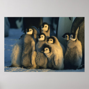 Póster Emperor Penguin chicks in creche, Aptenodytes