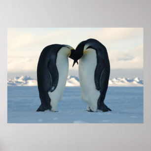 Póster Emperor Penguins Kissing