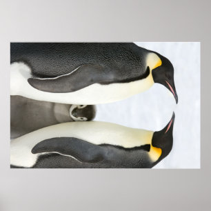 Póster Emperor penguins with Chick poster