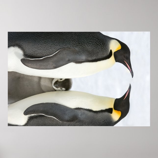 Póster Emperor penguins with Chick poster (Frente)