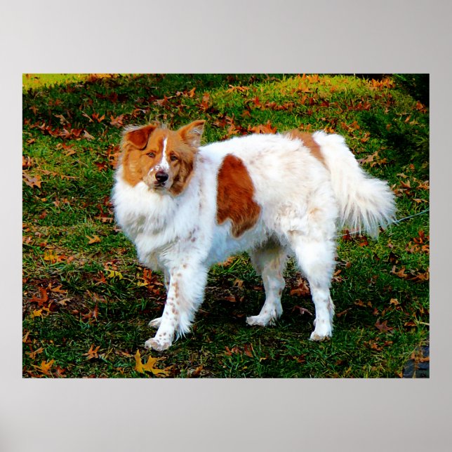 Póster EMPEZANDO CON MENOS DE $20 - Collie en Lawn (Frente)