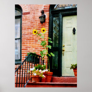 Póster EMPEZANDO CON MENOS DE $20 - girasoles en reposo