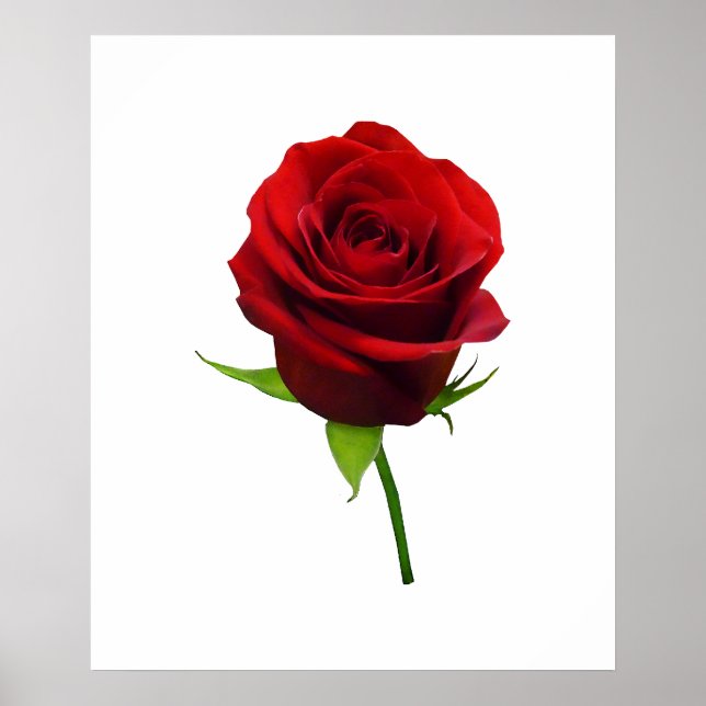 Póster EMPEZANDO POR MENOS DE $20 - Elegante Rosebud Rojo (Frente)