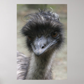 Póster Emu