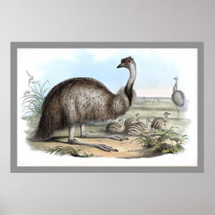 Póster Emu