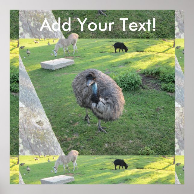 Póster Emu (Frente)