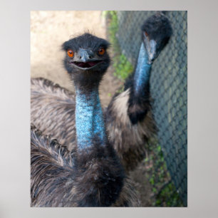 Póster Emu Poster