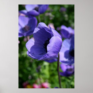 Póster En azul Anemone Floral Photography Poster