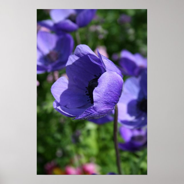 Póster En azul Anemone Floral Photography Poster (Frente)