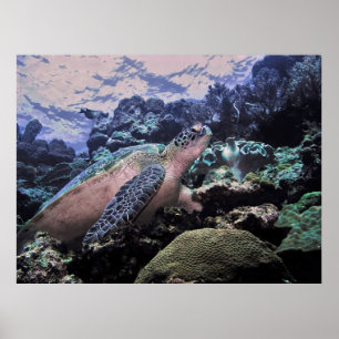 Póster En el borde del arrecife