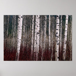 Póster En El Bosque.