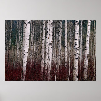 Póster En El Bosque.