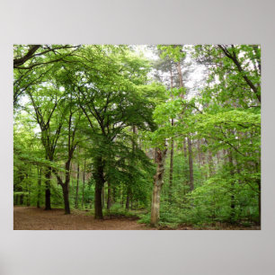 Póster En el bosque