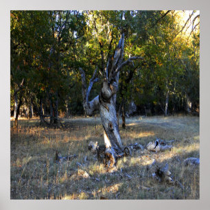 Póster En el bosque......