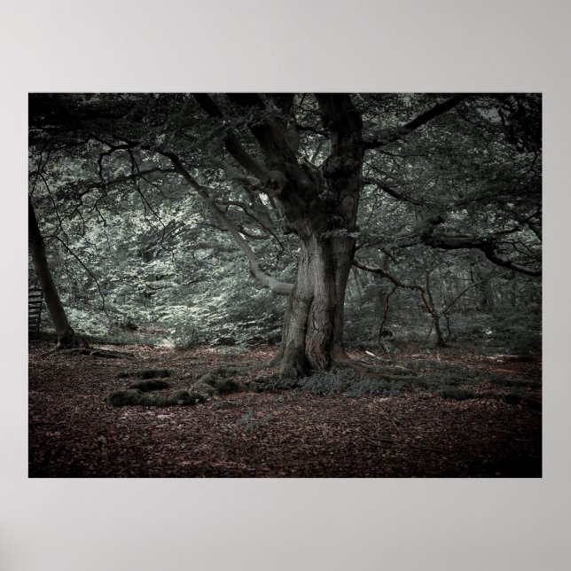 Póster En el bosque de cuento de hadas (Frente)