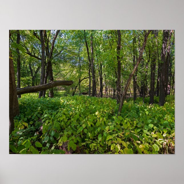 Póster en el bosque del fuerte snelling state park (Frente)