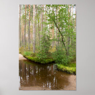 Póster En el bosque después de la lluvia