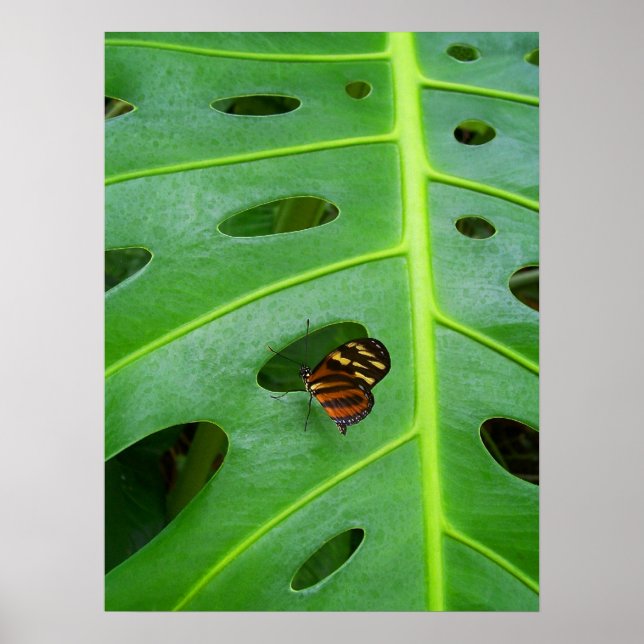 Póster En el campo (Frente)