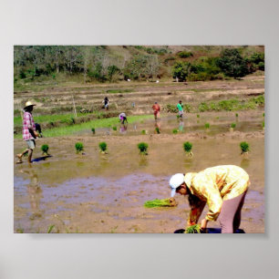 Póster En el campo del arroz - Ilocos, Poster de Filipina