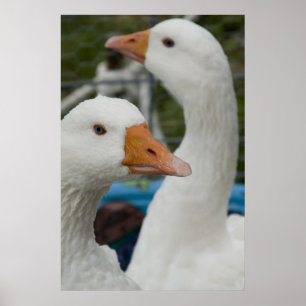 Póster En el establo de aves de corral