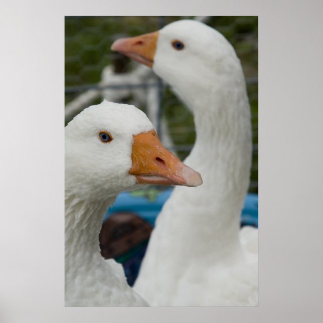 Póster En el establo de aves de corral (Frente)