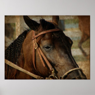 Póster En el Horse Show