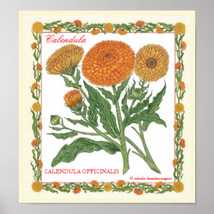 Póster En el jardín ~ Calendula Poster