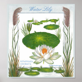 Póster En el jardín ~ Poster de Water Lily