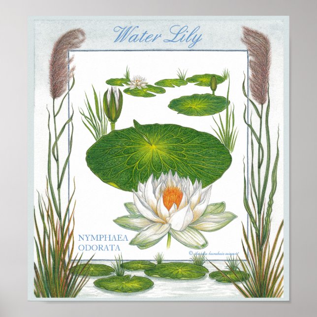 Póster En el jardín ~ Poster de Water Lily (Frente)