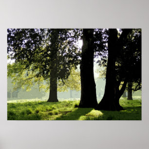 PÓSTER EN EL PARQUE