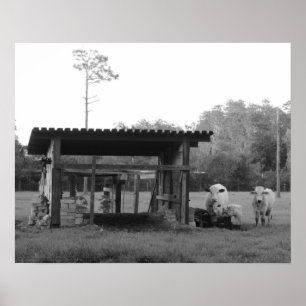 Póster En el rancho - - vacas -- Blanco y negro