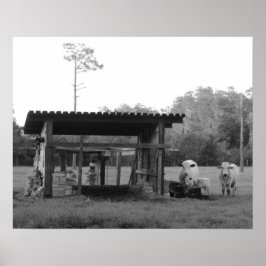 Póster En el Rancho - - Vacas - Negro y Blanco