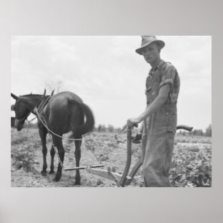 Póster En el trabajo en el algodón