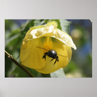 Póster En la búsqueda