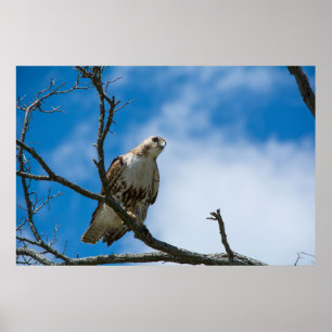 Póster En la caza 36" x 24", papel de poster del valor