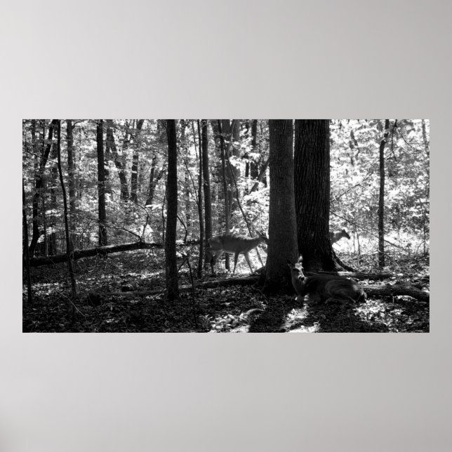 Póster En la granja (Frente)