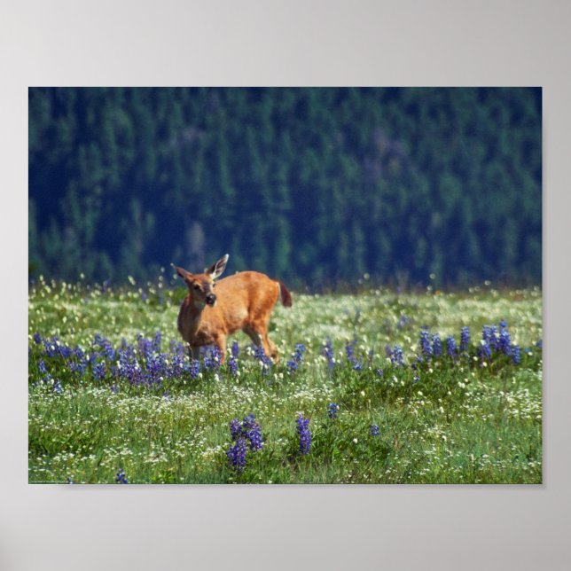 Póster En la pradera (Frente)