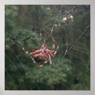 Póster En la red (Araña en la red)
