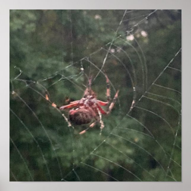 Póster En la red (Araña en la red) (Frente)