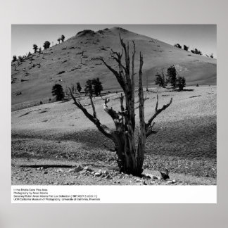 Póster En la zona de Bristle-Cone Pine, por Ansel Adams