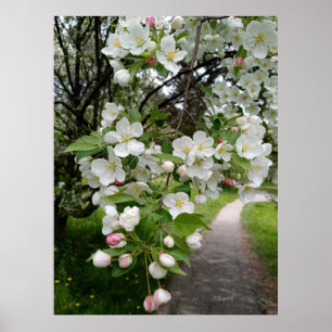 Póster En las ramas de las flores