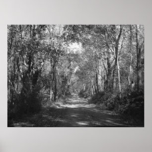 Póster "En los bosques"